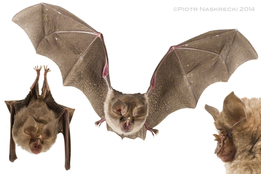 A grey form of the Horseshoe bat (Rhinolophus landeri) from Gorongosa