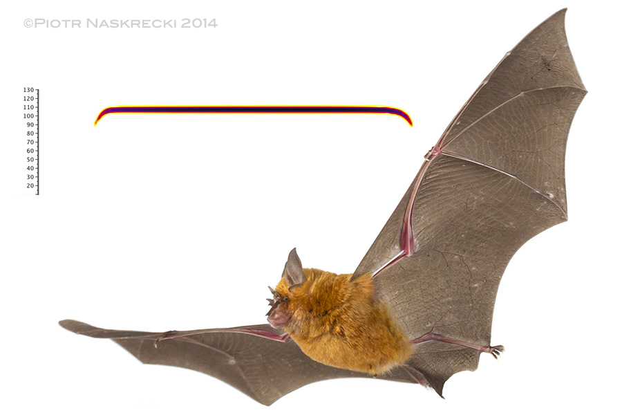 An orange form of a Horseshoe bat (Rhinolophus landeri) from Gorongosa and a sonogram of its echolocation.