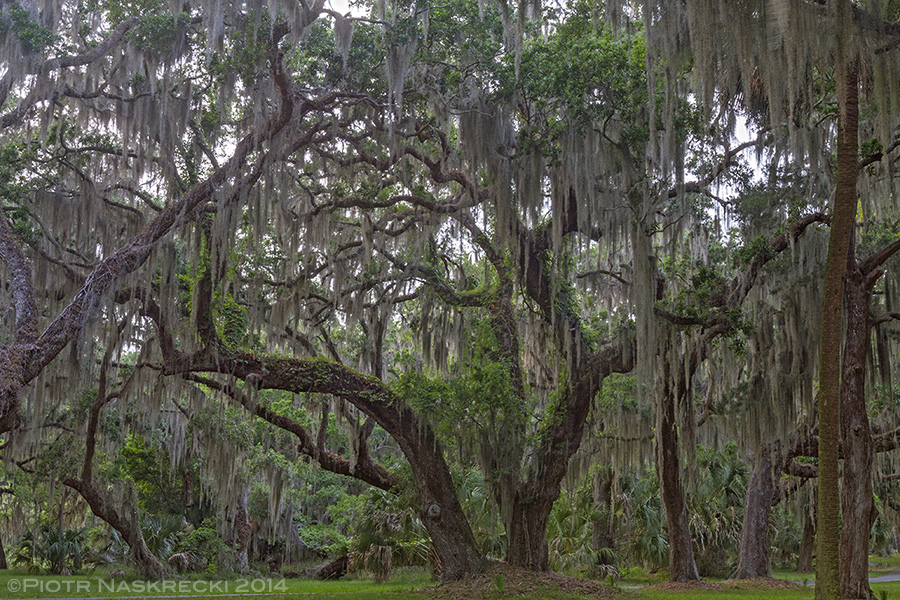 Warm, humid, and festooned with Spanish moss, the oak forest of Sapelo Island, GA, is an ideal habitat for the Zoraptera.