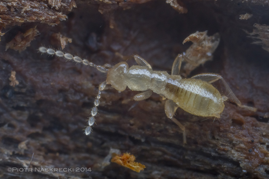 A wingless form of zorapteran (Zorotypus hubbardi) from Sapelo Island, GA