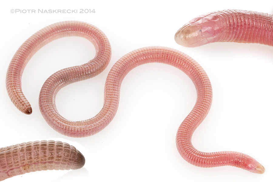 Gorongosa amphisbaenian (Chirindia swynnertoni)