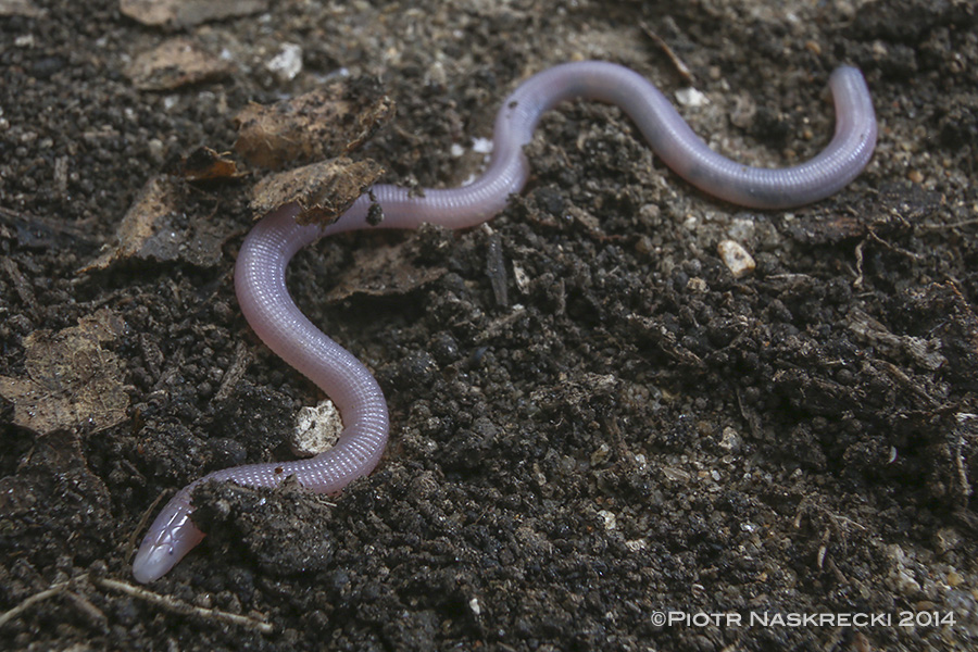 Most people would hardly look twice at this small, pink “worm”, but this amphisbaenian (Chirindia swynnertoni) from Gorongosa probably looks like the now extinct ancestor of all snakes.