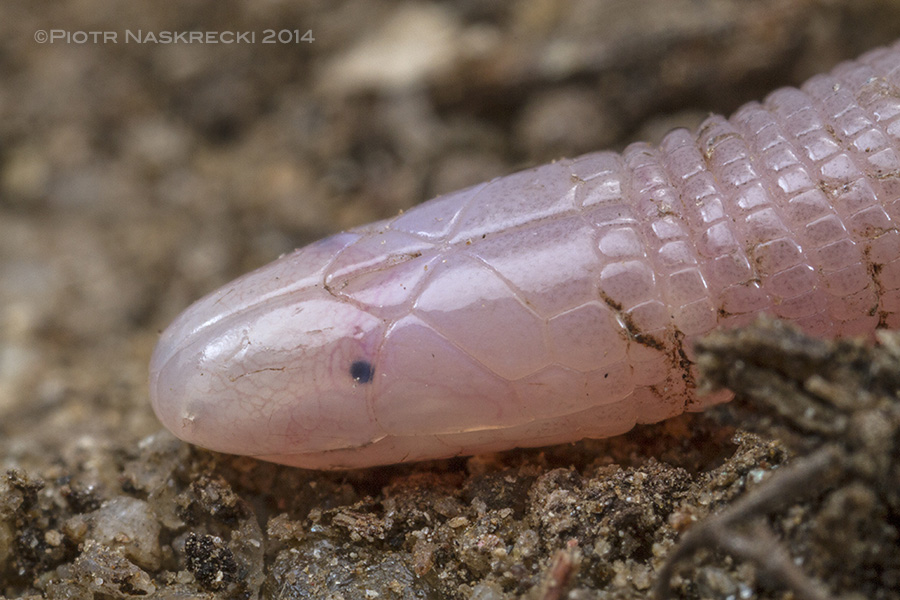 Although it looks like a soft and squishy, the amphisbaenian’s head hides a strong skull that allows it to push through even the hardest soil.