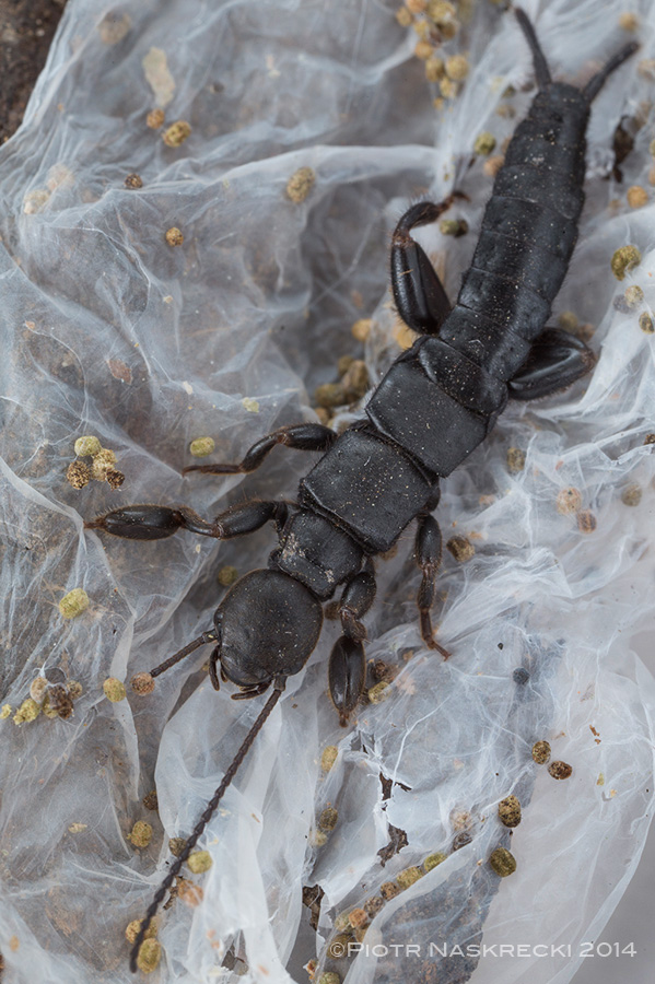 An adult female of a yet unidentified webspinner from Gorongosa National Park.