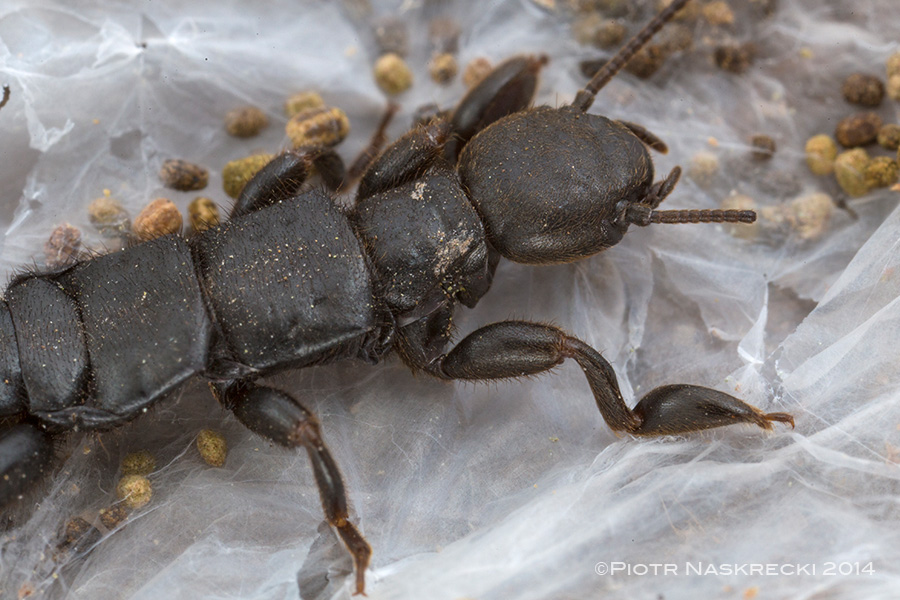 The front tarsi of webspinners are strongly enlarged to accommodate silk-producing glands.