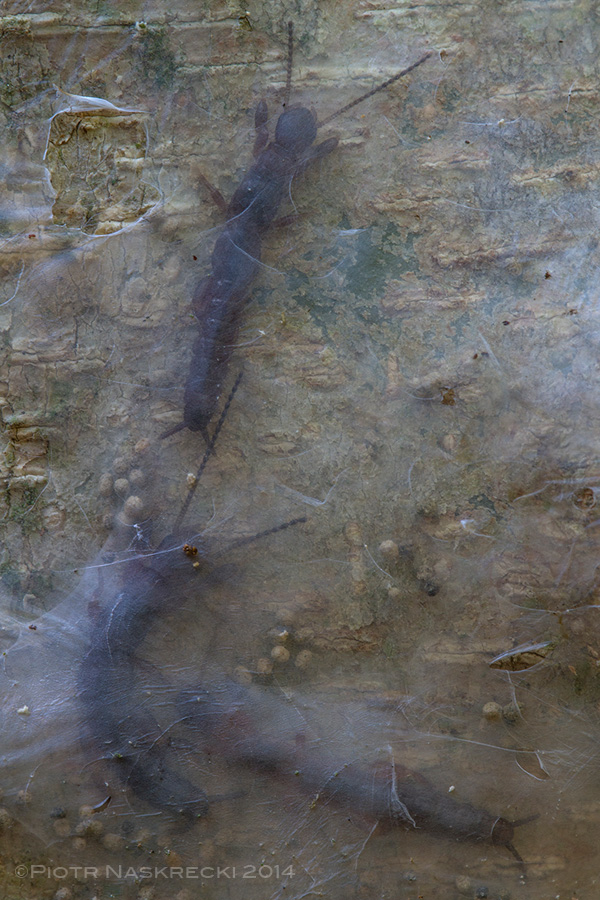 The thin sheet of silk acts as an invisibility cloak, protecting foraging webspiners from their principal enemies, ants.