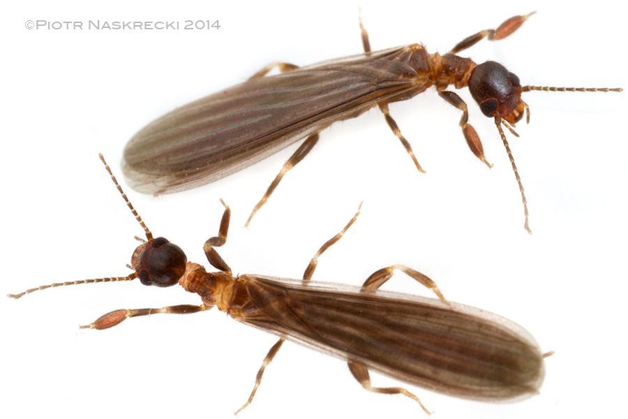 Males of many webspinner, such as this cosmotropical Oligotoma saundersii, are fully winged. Their wings can easily flex in half over the top of the body to help them move backward in the narrow silky corridors.