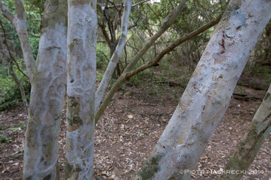 Silken galleries of webspinners covering trees in the Sand Forest of Gorongosa.