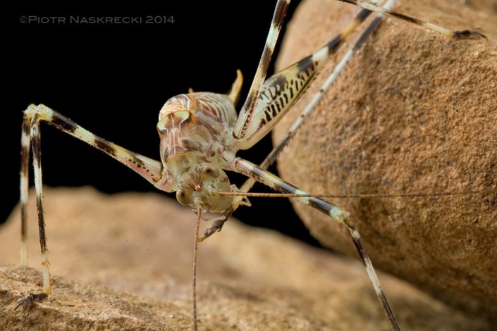 A cave katydid cleaning his foot; their tarsi are incredibly sticky, allowing these insects to walk upside down on the smooth celing of their cave.