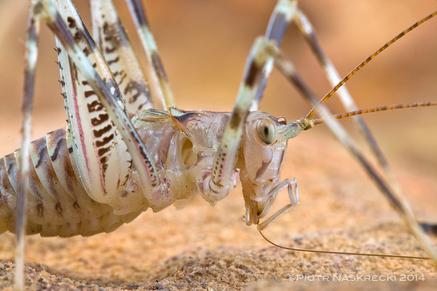 A female Cederberg cave katydid (Cedarbergeniana imperfecta) preening her antennae.