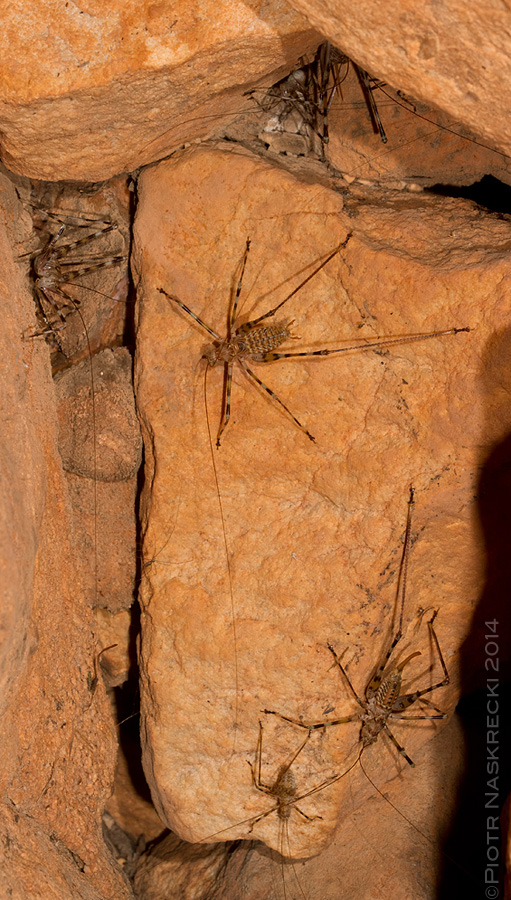 Cave katydids are gregarious, found in multi-aged groups of 20-30 individuals.