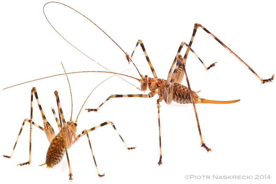 A male nymph and adult female of Cederberg katydid (Cedarbergeniana imperfecta).