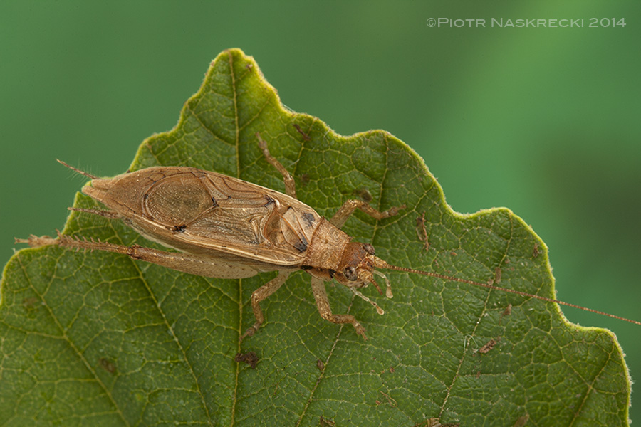 A new voice in the chorus – The Smaller Majority