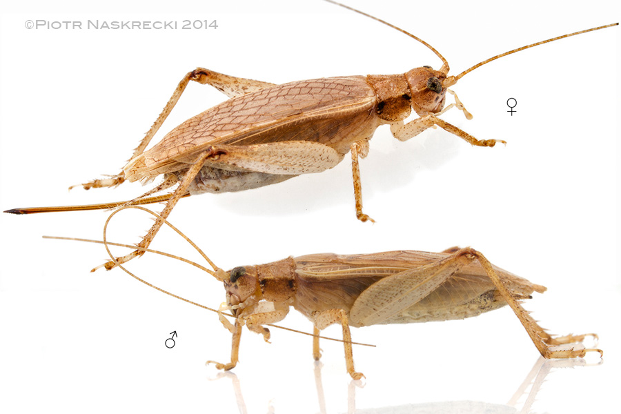 A pair of Jumping Bush Crickets (Orocharis saltator) from Massachusetts. Females have long, needle-like ovipositors, which they use to lay eggs deep into the stems of plants.