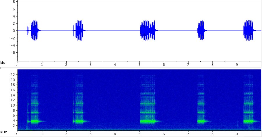 Sonogram of the Jumping Bush Cricket (Orocharis saltator); click here to listen to the recording.