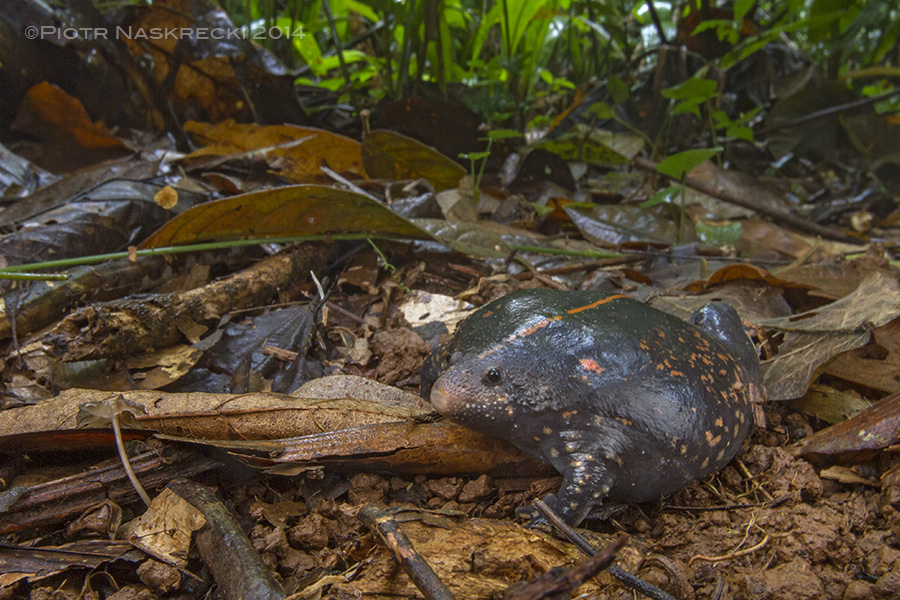 Resembling a small balloon, uo is surprisingly agile as it runs and hops on the forest floor.