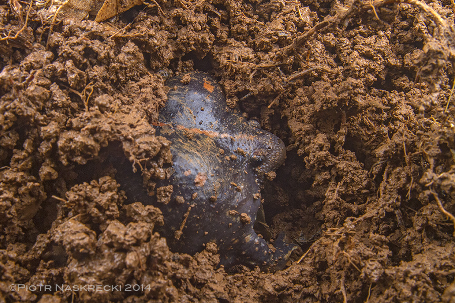 Rarely seen on the surface of the ground, uo is a strictly fossorial frog, emerging only at the onset of torrential rains of the wet season.
