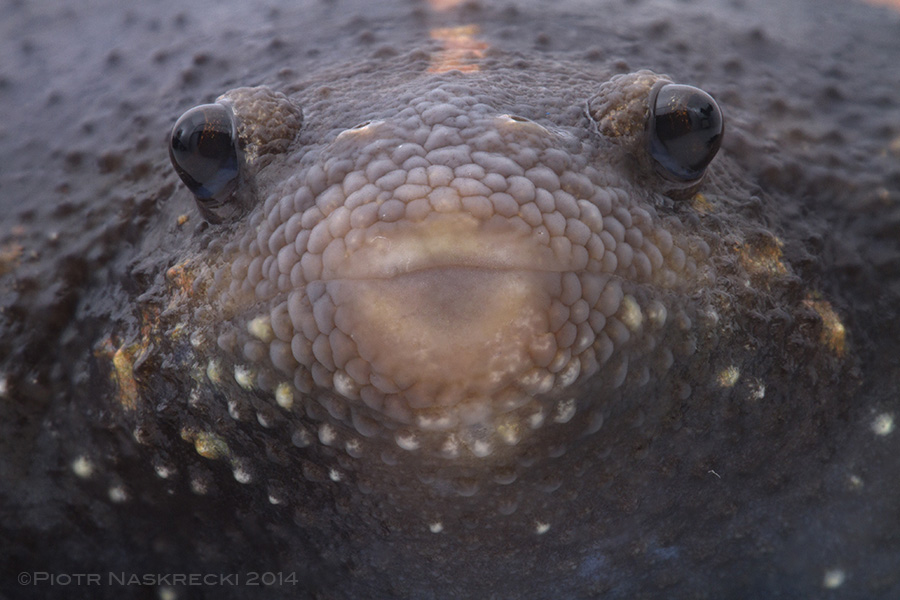 The mouth of uo is very small and surrounded by cushion-like pads.