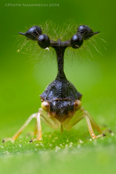 Nobody really knows what the strange structures on the head of the Bocydium treehopper are for. They don't use them in courtship and seem pretty ineffective for defense.