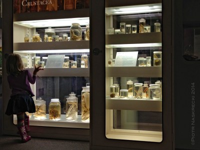 Museum collections are priceless not only because of their role in scientific discoveries, but for igniting the fascination with the natural world in future generations of researchers, artists, and conservationist.