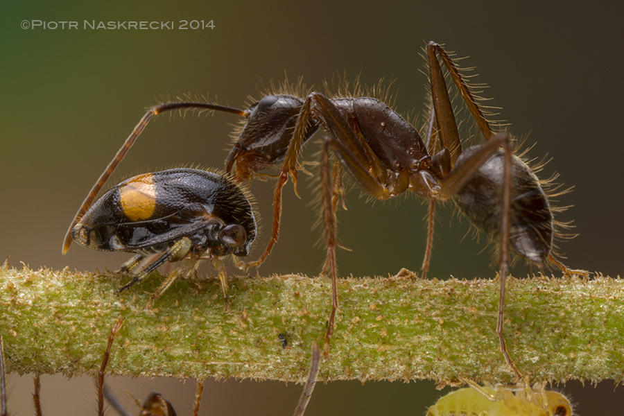 An ant can elicit the production of a droplet of honeydew by gently stroking the treehopper (Harmonides sp.) with her antennae.