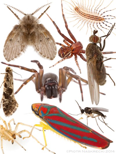 What do these beautiful animals have in common? You killed them. Or similar species. Our houses are death traps for countless organisms who are attracted to artificial lights and die inside. I found members of each of these species in the light fixtures of my house.