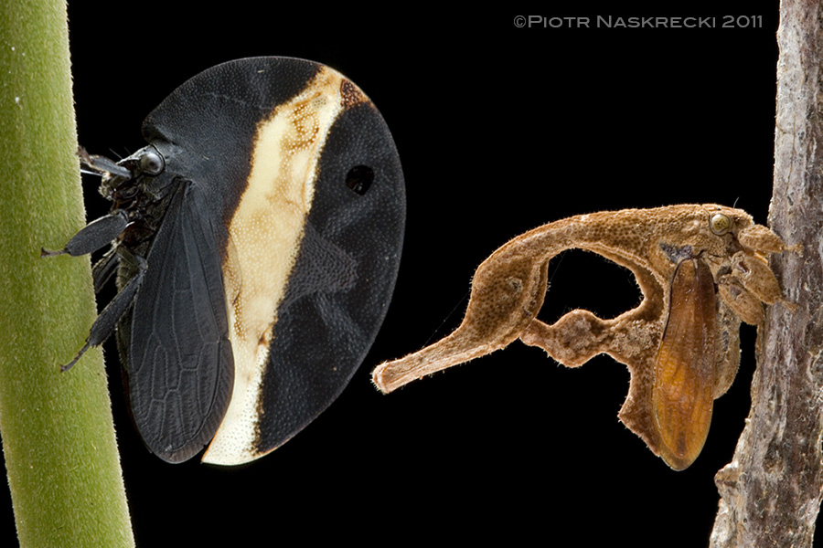 Two extreme examples of treehopper morphology – Membracis zonata, showing disruptive coloration that conceals the fact of being an insect, and Cladonota ridicula, a perfect imitator of a dead speck of vegetation.