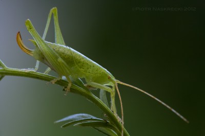 The Endangered Katydid (Paracilacris periclitatus) – this species may already be extinct due to the loss of its habitat, but we know of its existence because I collected a few individuals and described the species.