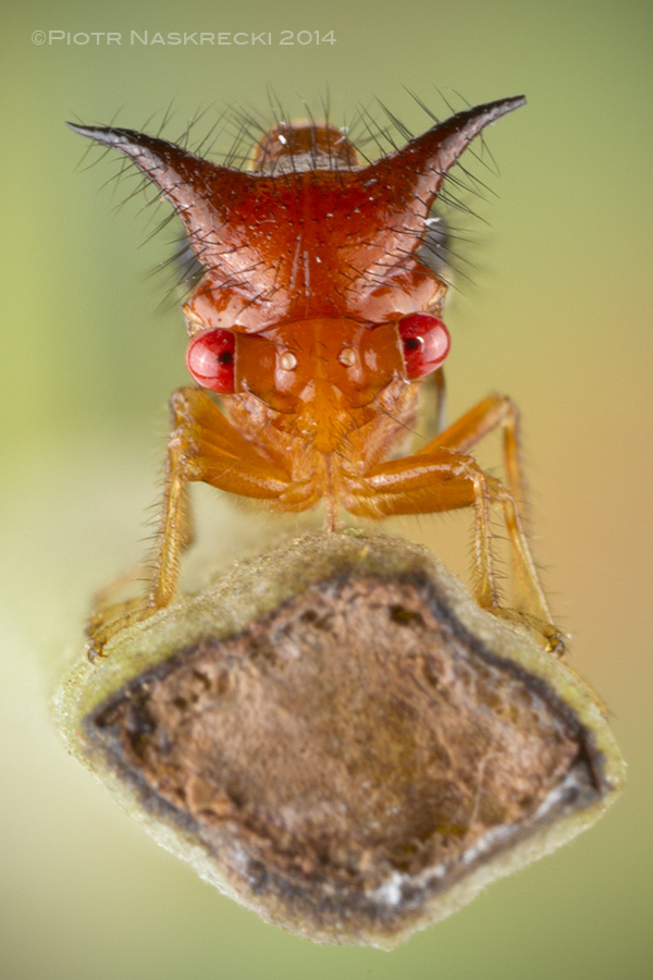 A portrait of a Costa Rican treehopper Poppea capricornis.