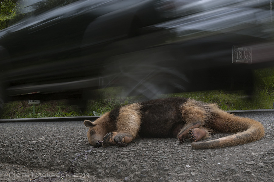 A mile of highway kills more organisms that an entire generation of scientists. First during its construction, then when it turns into a conveyor belt to hell for any organism unlucky enough to step on or fly over it.