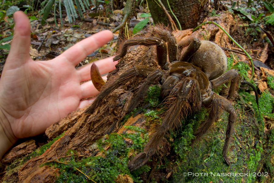 With the leg span of nearly 30 cm, the Goliath birdeater is an animal that should be treated with respect, even though it is pretty much harmless to humans.