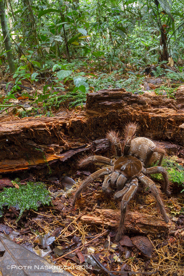 Goliath birdeater in its natural habitat in Suriname.