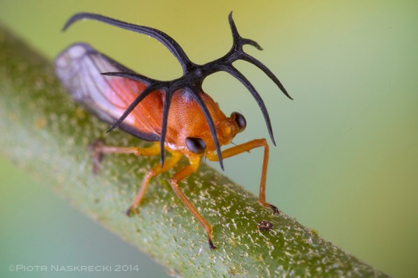Woldai Insect Treehoppers – The Smaller Majority