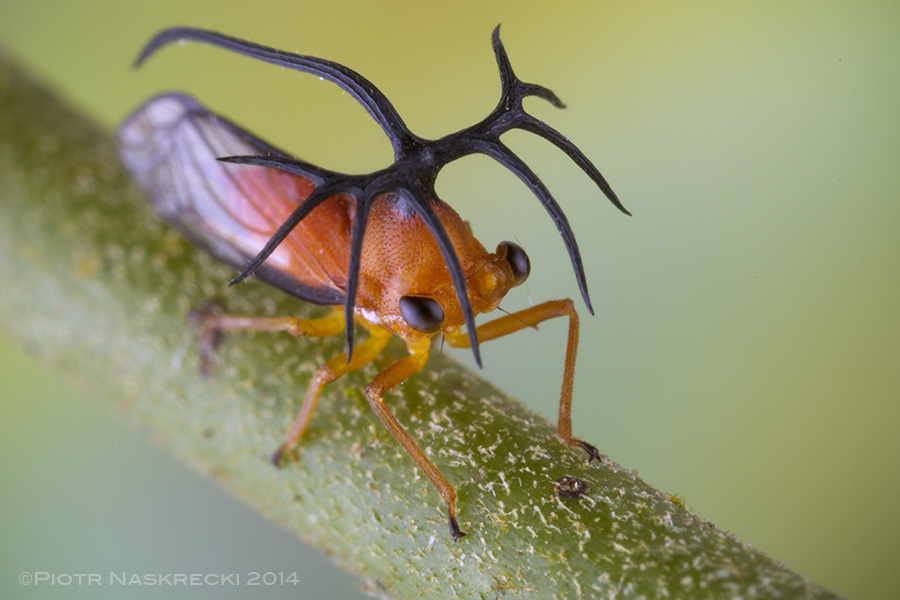 What possible function can these massive horns play in this Costa Rican treehopper Umbelligerus sp.?