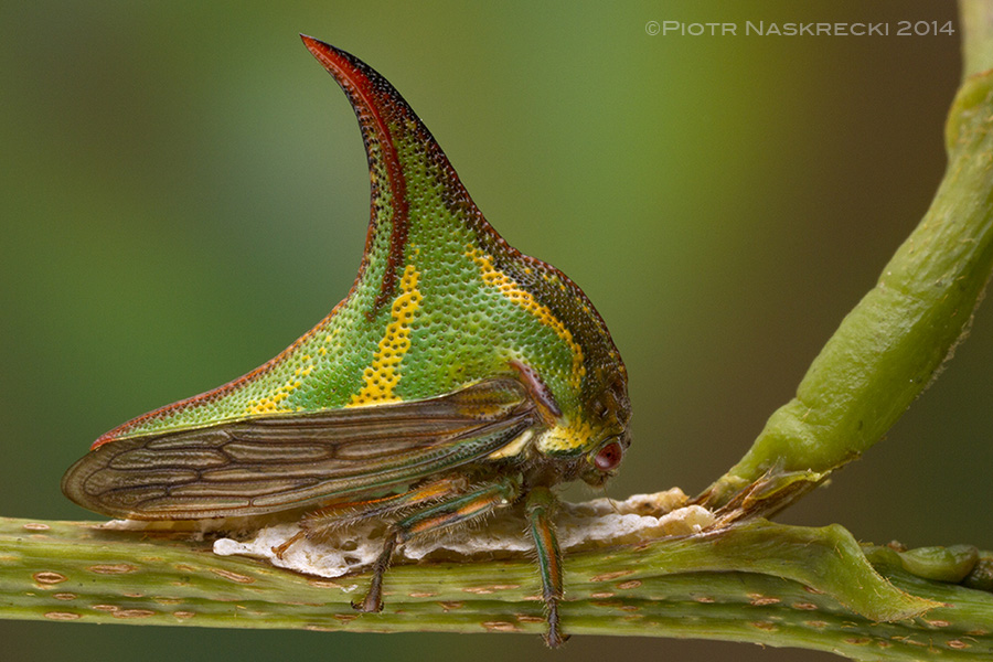 Treehoppers are excellent parents – this female Thorn treehopper (Umbonia sp.) is shielding her eggs with her body; if necessary she can also use her powerful legs to kick potential predators.