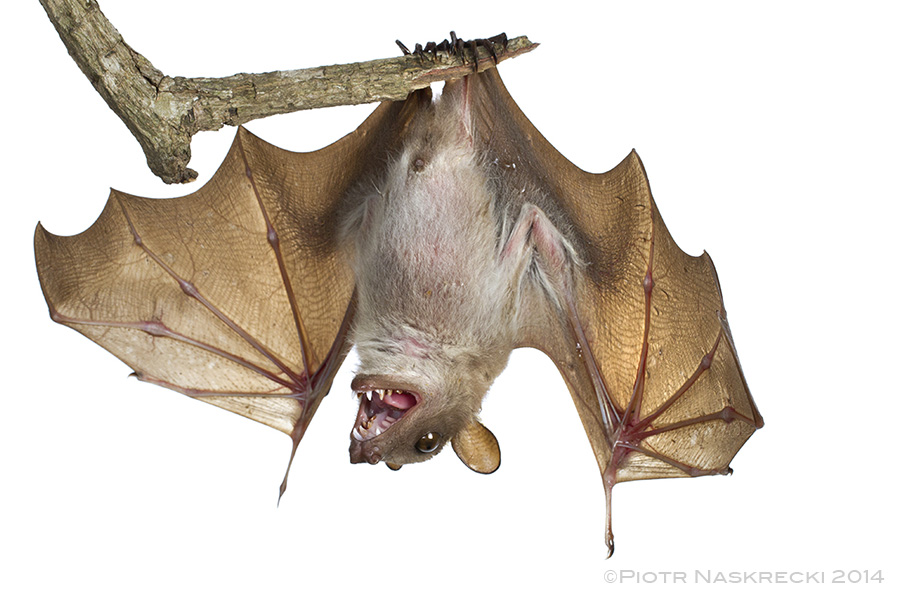 Wahlberg’s epauletted fruit bat (Epomophorus wahlbergi) from Gorongosa National Park in Mozambique