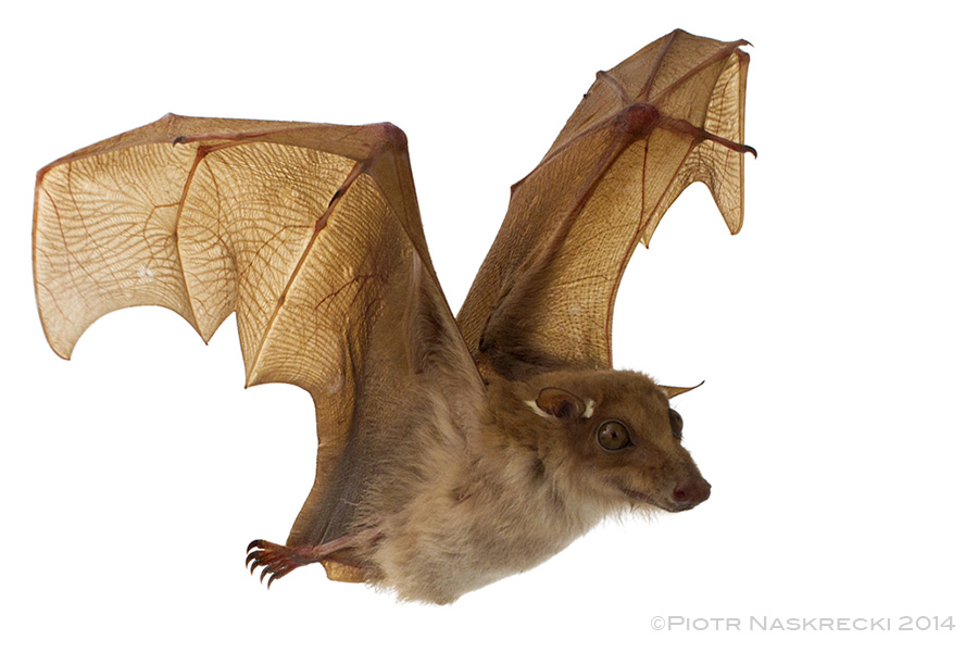 Peters's epauletted fruit bat (Epomophorus crypturus) from Gorongosa National Park