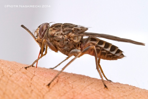 Tsetse fly (Glossina sp.) from Gorongosa feeding on my blood. Luckily, tsetses in this area do not carry the dreaded sleeping sickness (but it does not make it any less painful).