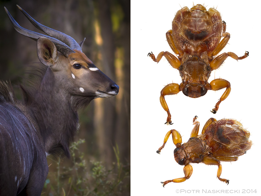 Louse flies (Hippoboscidae) are close, equally modified for ectoparasitic lifestyle family of flies. This Lipoptena sp. was collected from a Nyala antelope while it was fitted with a GPS collar. Louse flies are parasites of large mammals and birds, and some are considered serious pests of sheep.