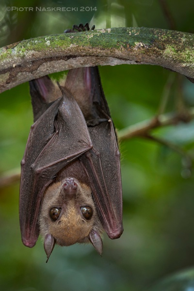 Little collared fruit bat (Myonycteris torquata) from Ghana, a species implicated in harboring the Ebola virus.