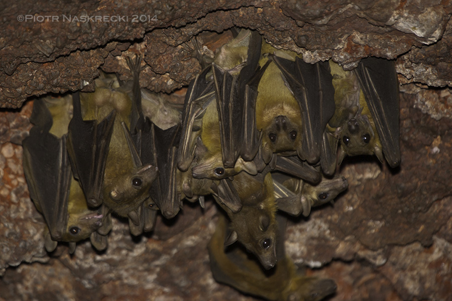 A colony of Egyptian fruit bats (Rousettus aegyptiacus) from Nzerekore, Guinea, where many people have recently died of Ebola. This species has also been suspected of being the virus’ carrier. But this photo may be the proof of the bats’ innocence – despite spending several hours in the bats’ company and digging through their guano I have never become sick (PN).