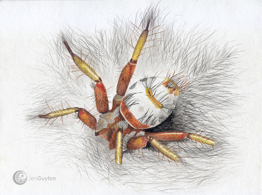 A painting (undoubtedly the first and only) of a bat fly (Penicillidia sp.) burrowing in the fur of a Long-winged bat (Miniopterus).