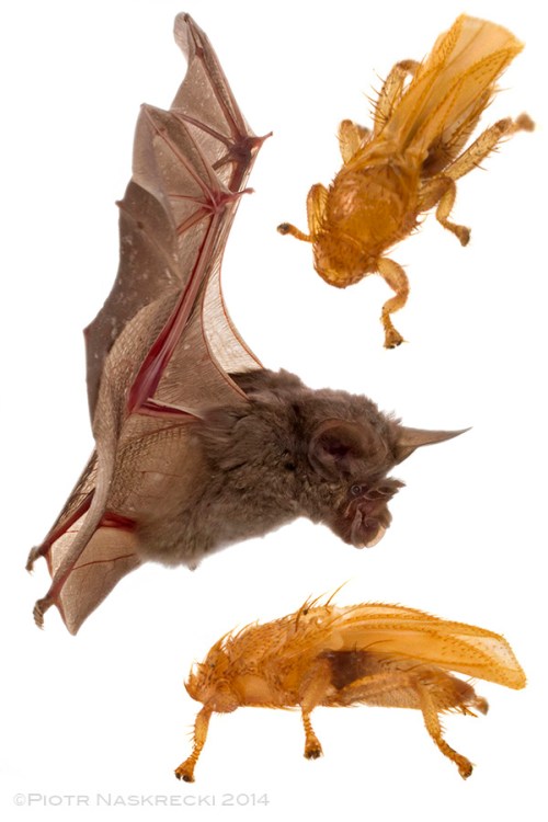 Members of the family Streblidae, such as this Raymondia sp., collected from the Hildebrandt's horseshoe bat (Rhinolophus hildebrandtii), often exhibit interesting adaptations in their wing morphology, such as the ability to fold them longitudinally along the back. This presumably helps them move swiftly in the pelage of their hosts.