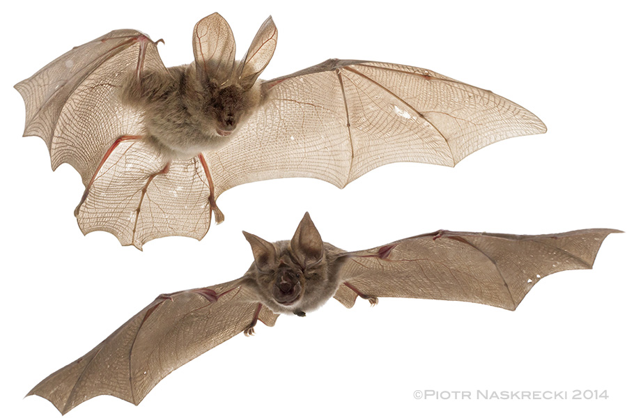 Back in Gorongosa, with the help our mammalogist Jen Guyton, I learn how to shoot bats in flight.