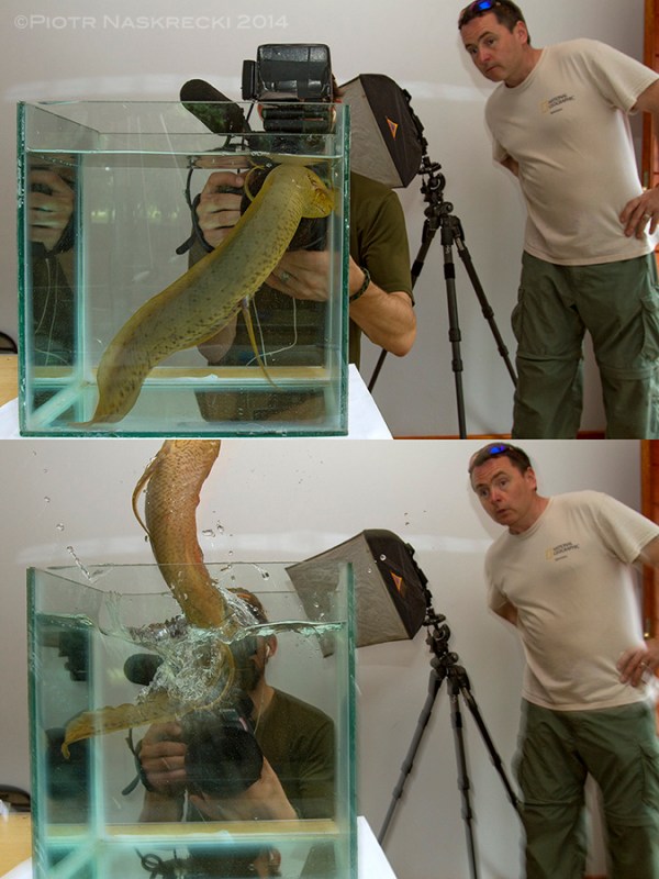 I have my first encounter with the African lungfish. This animal appears to be more resourceful than I ever suspected. Here a PBS cameraman John Benam and producer James Byrne witness its amazing ability to escape.