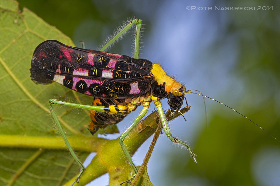 Early in the year I made a brief visit to Quirimbas National Park in northern Mozambique where I found Pardalota karschiana, one of the most remarkable and beautiful katydids in the world.
