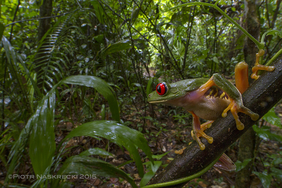 I am pretty sure that taking this very photo in Belize was the beginning of my adventure with the Human bot flies.