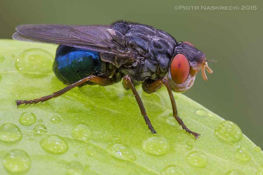 Although we don’t think about them as such, Human bot flies are beautiful rainforest animals, as much a part of that ecosystem as howler monkeys and Morpho butterflies.