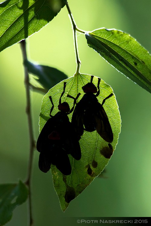 Adult Red-headed flies feed on dung and other decaying organic matter.