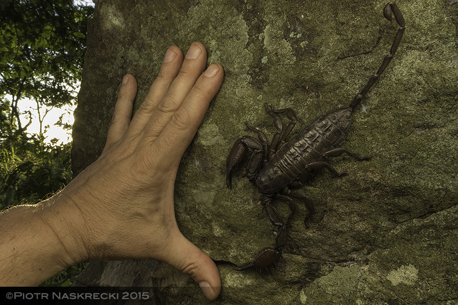 Rock scorpion (Hadogenes granulatus) from Bunga Inselberg in Gorongosa, one of the largest scorpions in the world.